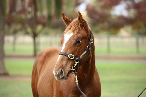 Lot 427: Farnan / Golden Queen