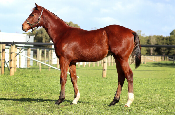 Lot 164: Toronado (IRE) / Royal Filly