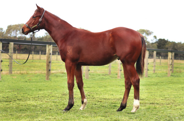 Lot 164: Toronado (IRE) / Royal Filly