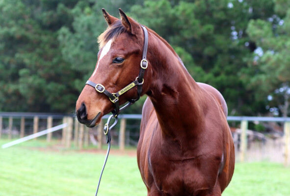 Lot 164: Toronado (IRE) / Royal Filly
