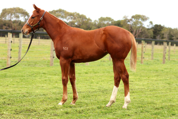 Lot 194: St Mark's Basilica (FR) / Sofonisba