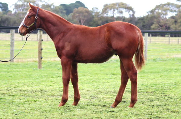 Lot 95: Hanseatic / Miss You (NZ)