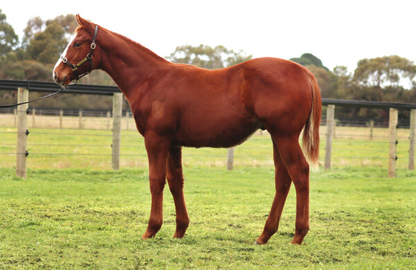 Lot 95: Hanseatic / Miss You (NZ)