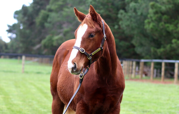 Lot 95: Hanseatic / Miss You (NZ)