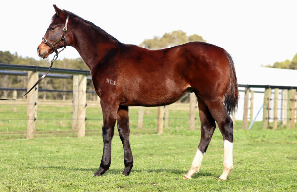 Lot 123: Lofty Strike / Ocean Bride