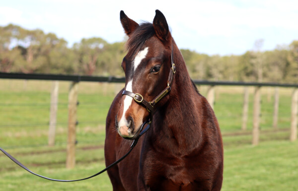 Lot 123: Lofty Strike / Ocean Bride