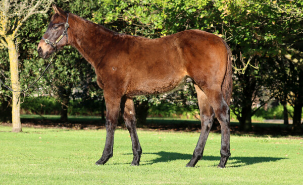 Lot 30: Hanseatic / Jaykay Roller