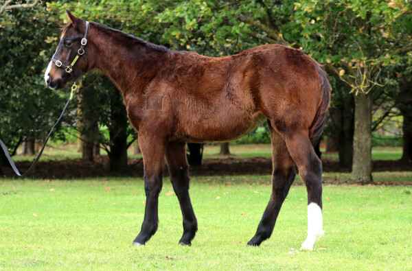 Lot 80: Hanseatic / Manhattan Sky