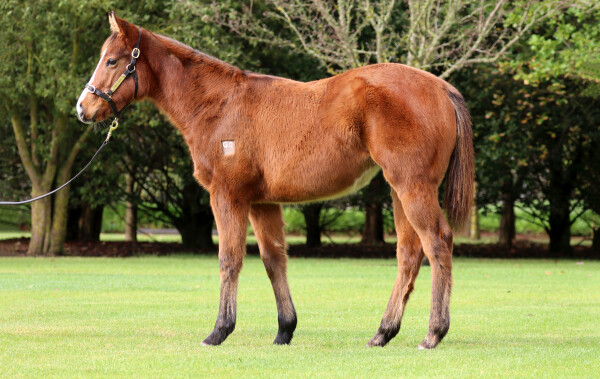 Lot 112: Farnan / New York Fairytale (NZ)