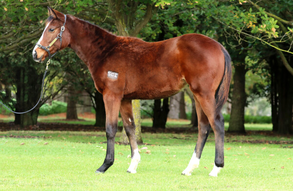 Lot 219: Toronado (IRE) / Sunborn
