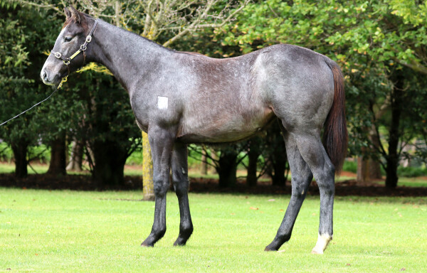 Lot 272: Doull / Wild Flyer