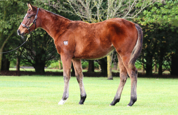 Lot 304: Doull / Andiamo (USA)