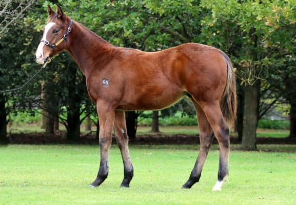 Lot 343: Doull / Cailin Miss