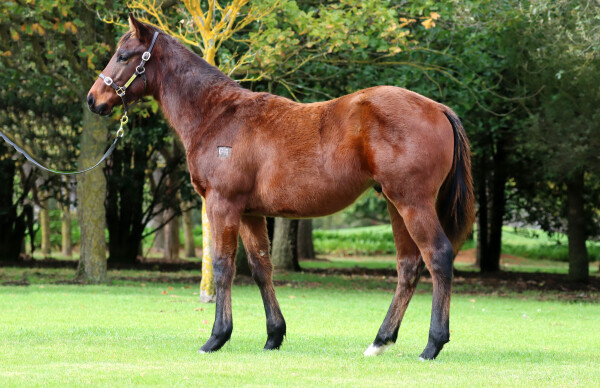 Lot 369: Doull / Contending