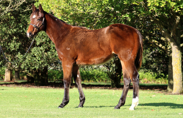 Lot 400: Doull / Excela Bella
