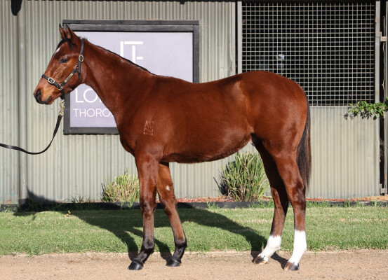 Lot 100: Maurice (JPN) / Moonquake (USA)