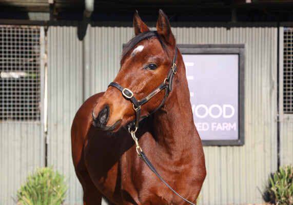 Lot 100: Maurice (JPN) / Moonquake (USA)