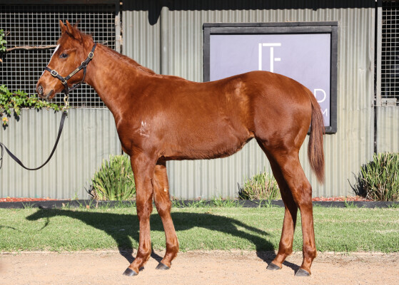 Lot 109: Hanseatic / Naleigh