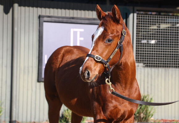 Lot 109: Hanseatic / Naleigh