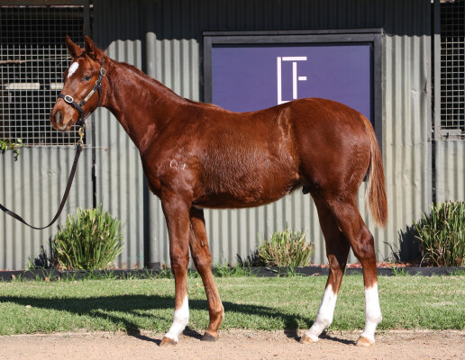 Lot 149: Capitalist / Rare Fragrance