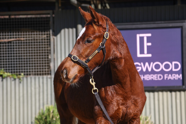 Lot 149: Capitalist / Rare Fragrance