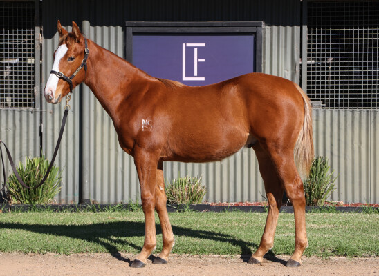 Lot 186: Cliff's Edge / Single Tonite
