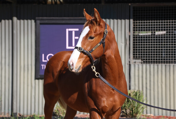 Lot 186: Cliff's Edge / Single Tonite