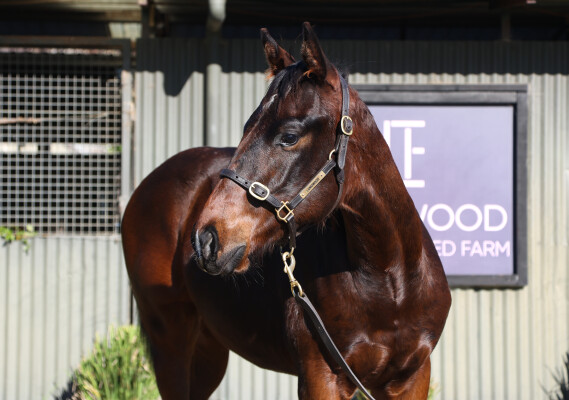 Lot 192: Dirty Work / Snitzcher