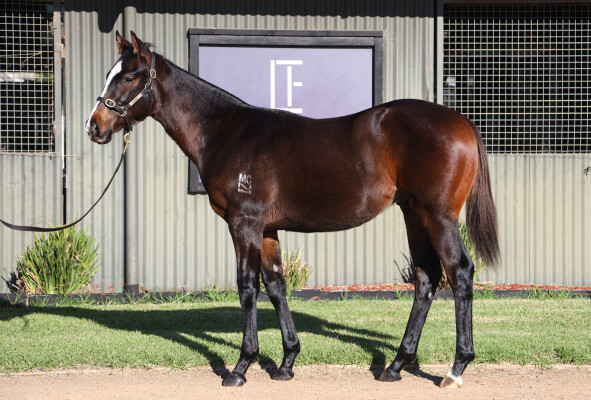 Lot 367: Doull / Consistency