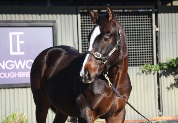 Lot 367: Doull / Consistency