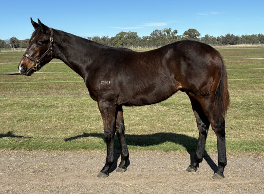 Lot 409: Nicconi / Florelle