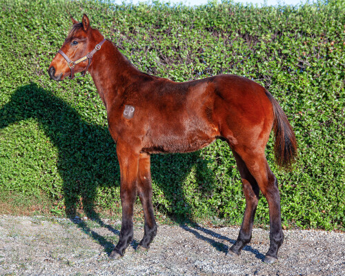 Lot 73: Street Boss (USA) / Lumic