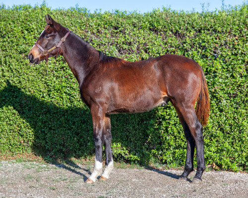 Lot 189: So You Think (NZ) / Slumber Party