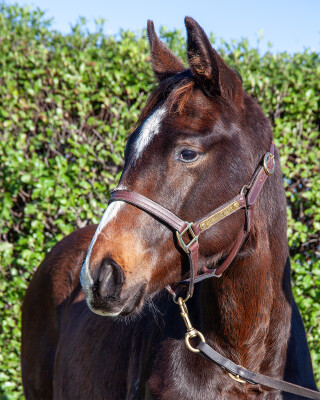 Lot 189: So You Think (NZ) / Slumber Party