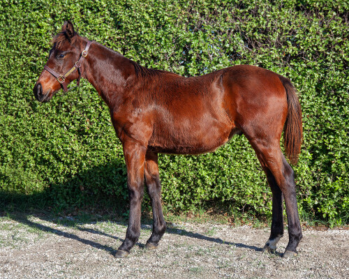 Lot 195: Wootton Bassett (GB) / Solaia