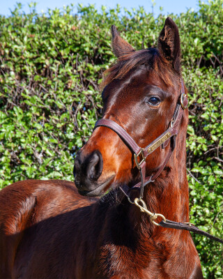 Lot 195: Wootton Bassett (GB) / Solaia