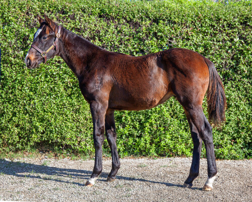 Lot 398: Wooded (IRE) / Enchanted Dawn (USA)