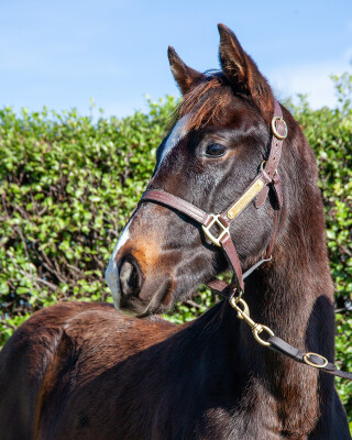 Lot 398: Wooded (IRE) / Enchanted Dawn (USA)