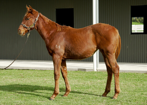 Lot 46: Shinzo / Kylia (USA)