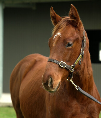 Lot 46: Shinzo / Kylia (USA)