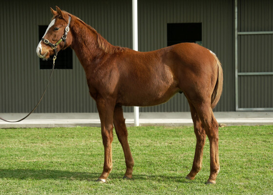 Lot 146: Home Affairs / Ra Ra Epic