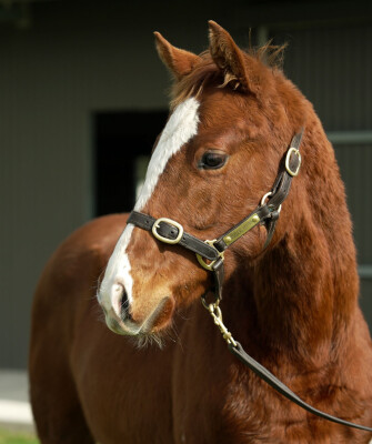 Lot 146: Home Affairs / Ra Ra Epic