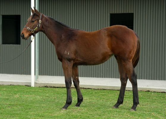 Lot 158: Blue Point (IRE) / River Racer