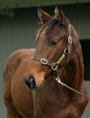 Lot 158: Blue Point (IRE) / River Racer