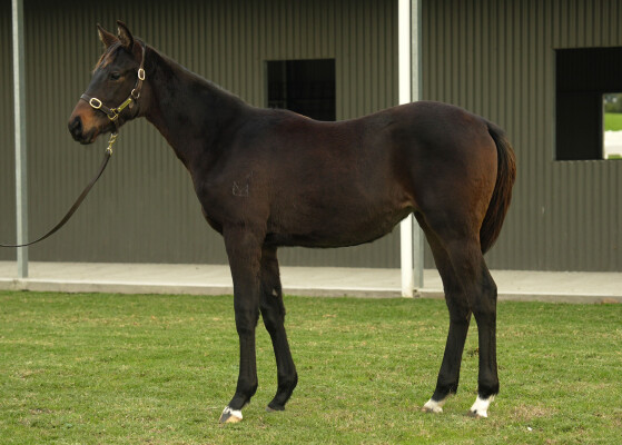 Lot 263: Toronado (IRE) / Wabi Sabi (JPN)