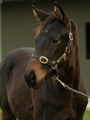 Lot 263: Toronado (IRE) / Wabi Sabi (JPN)