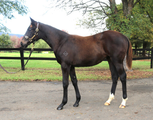 Lot 32: Wootton Bassett (GB) / Jolie's Shinju (JPN)