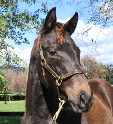 Lot 32: Wootton Bassett (GB) / Jolie's Shinju (JPN)