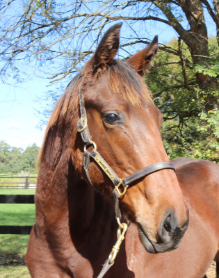 Lot 42: Royal Meeting (IRE) / Keeping Lucy