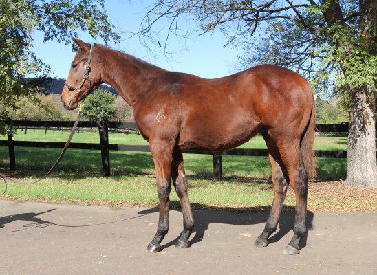 Lot 42: Royal Meeting (IRE) / Keeping Lucy